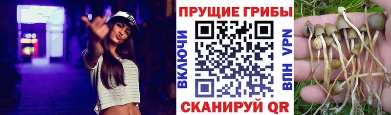 Псилоцибиновые грибы Psilocybe  Туринск 